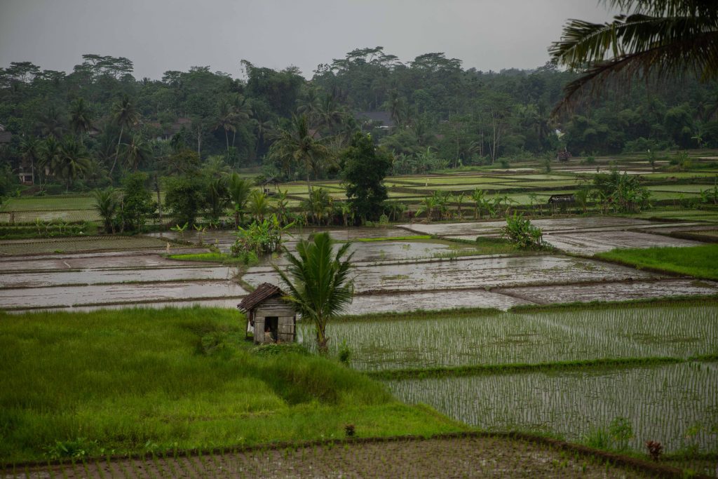 Rijstveld bij Kampong op Java